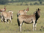 Zebras on Bontebok Ridge Reserve