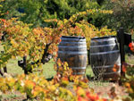 barrels in the vineyard