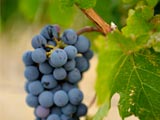Wellington wine grapes